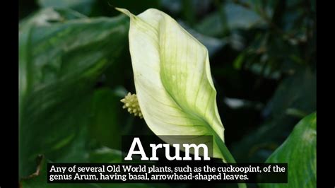 how to say arum