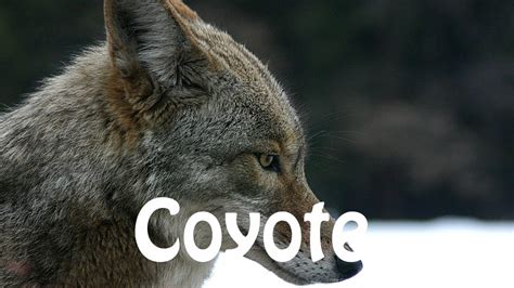 how to say coyote