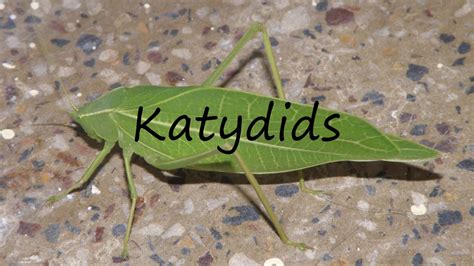 how to say katydid