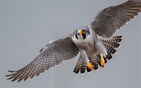 how to say peregrine falcon