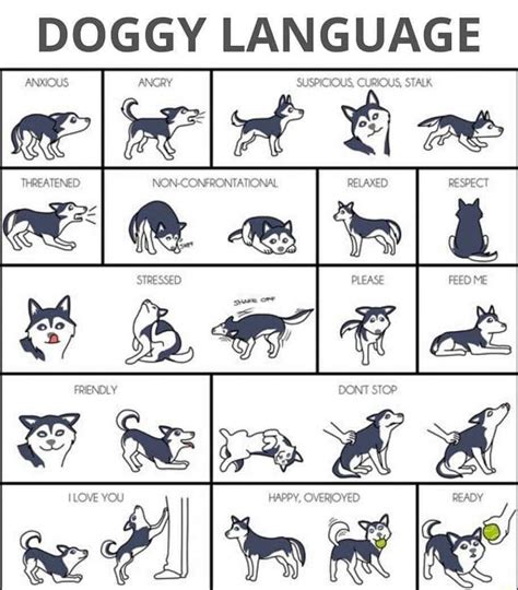 how to say stay in dog language
