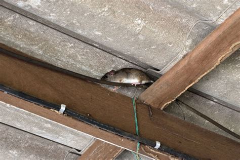 how to seal roof from rats