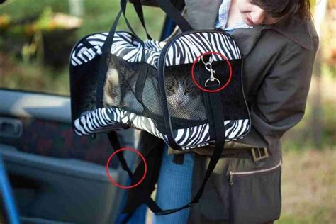 How To Secure A Cat In A Car