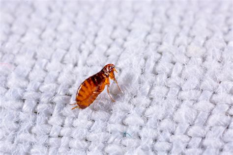 How To See Fleas In Carpet