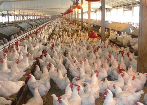 how to set up a poultry farm
