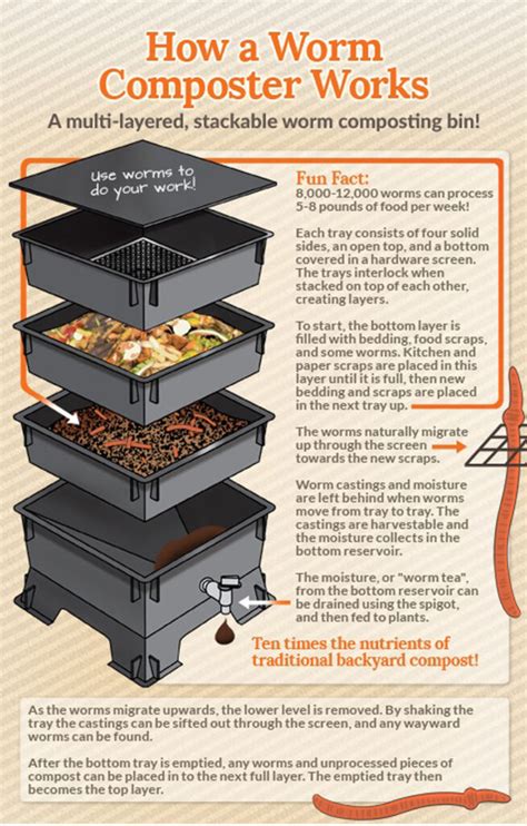 How To Set Up A Worm Compost Bin
