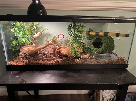 How To Set Up Ball Python Tank