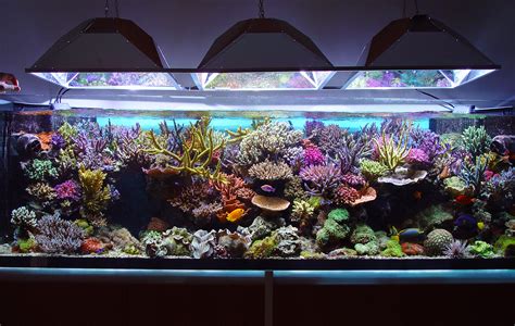 how to set up saltwater aquarium