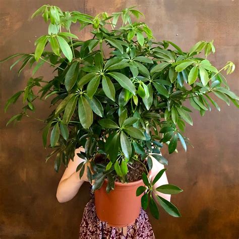 how to shape a schefflera