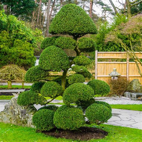 How To Shape Evergreen Trees