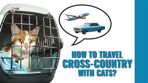 how to ship a cat cross country