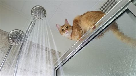 How To Shower With Cat