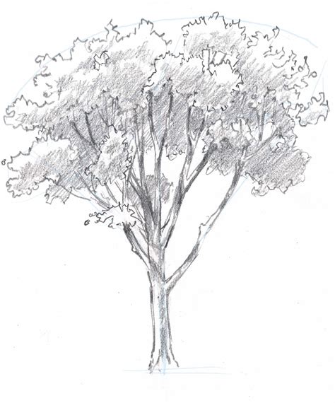 Pin by Ri on Drawing Ideas Tree drawings pencil, Tree