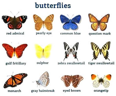 how to spell butterfly