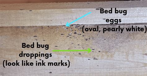 How To Spot Bed Bug Eggs