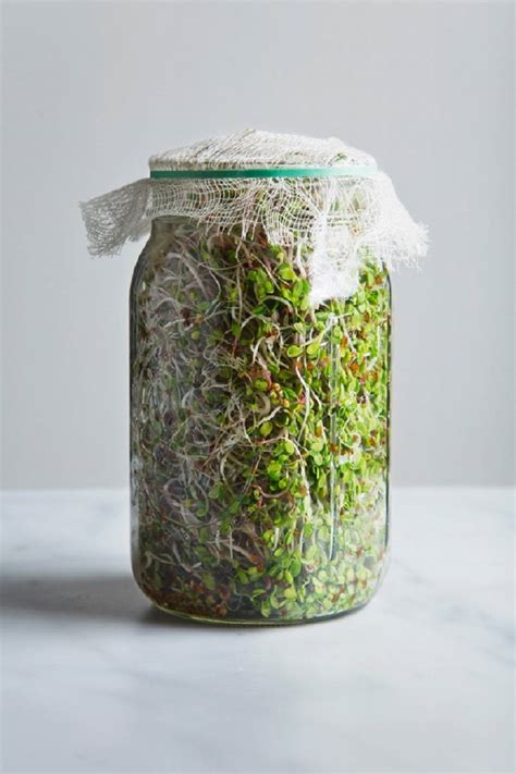 How To Sprouts In A Jar