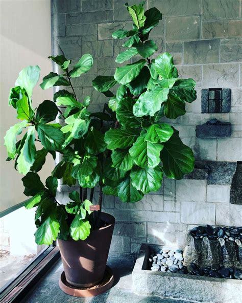 How To Start A Fiddle Leaf Fig Tree