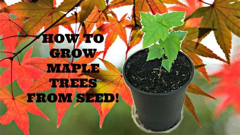how to start a japanese maple tree from seed