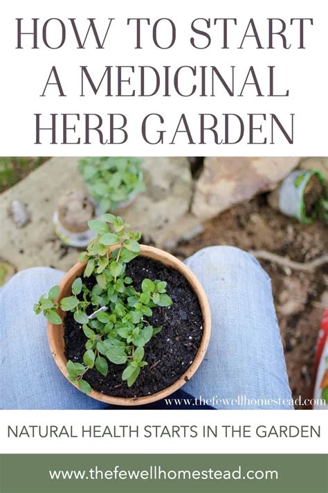 how to start a medicinal herb garden