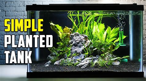 how to start a planted fish tank