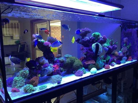how to start a reef tank