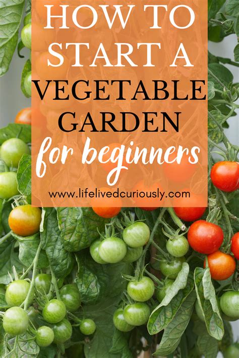 how to start a vegetable garden for beginners