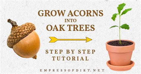 How To Start An Oak Tree From Acorn