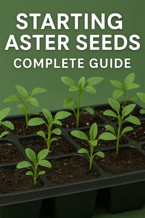 How To Start Asters From Seed