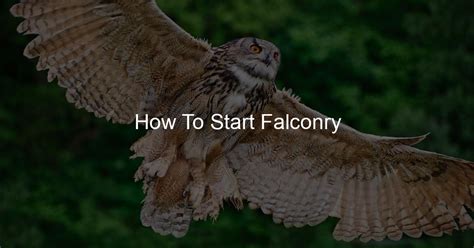how to start falconry