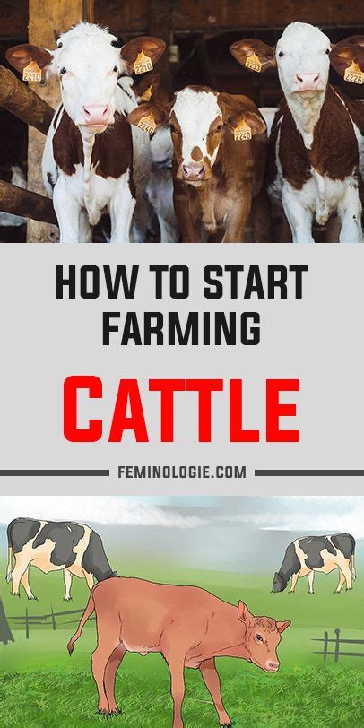 how to start farming cattle