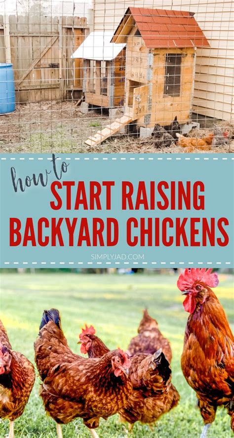 How To Start Having Chickens