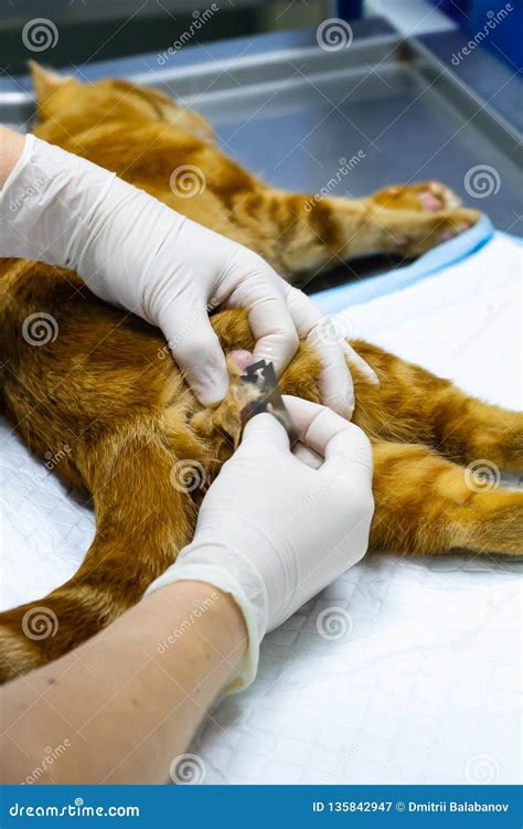 How To Sterilize A Cat
