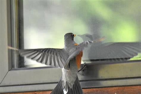 How To Stop A Bird From Trying To Get In A Window