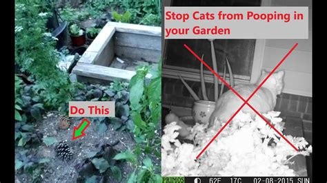 How To Stop A Cat From Peeing In The Garden