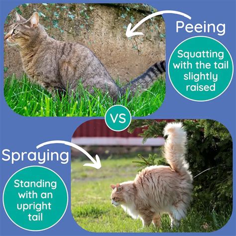 How To Stop A Cat From Peeing On The Wall