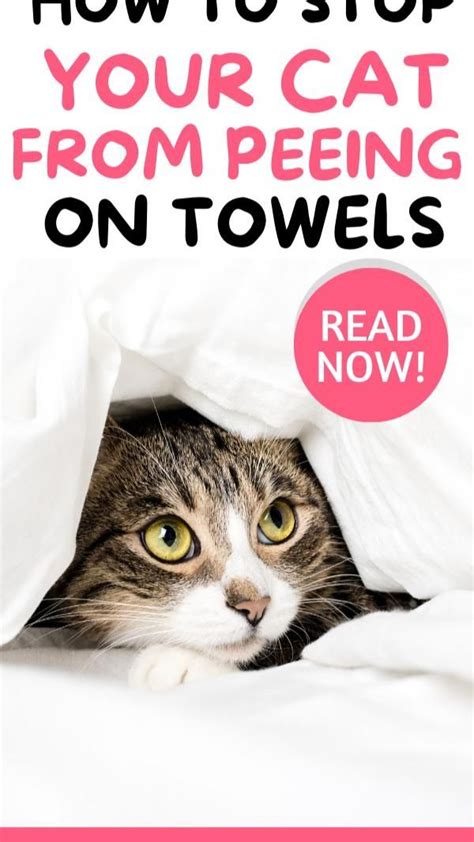 How To Stop A Cat From Peeing On Towels
