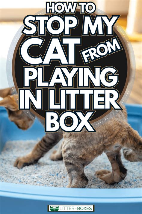 How To Stop A Cat From Playing In Litter Box