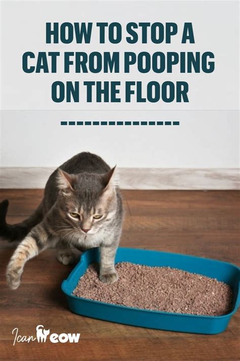 How To Stop A Cat From Pooping And Peeing On The Floor