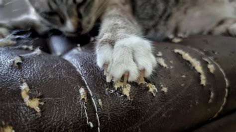 How To Stop A Cat From Sharpening Claws On Carpet
