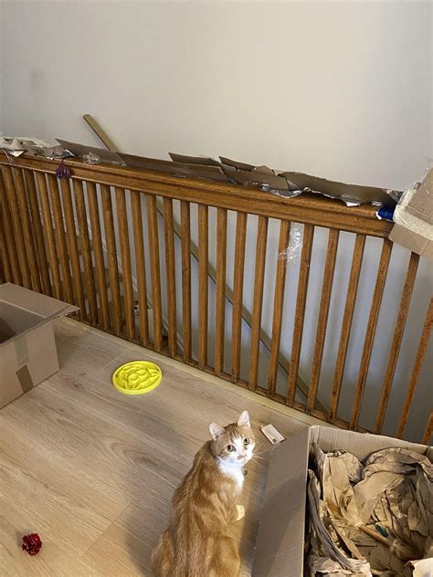 How To Stop A Cat Going In A Cot