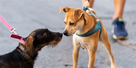 how to stop a dog from attacking another dog