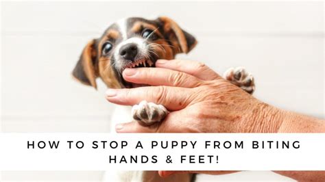 how to stop a dog from biting your feet and hands