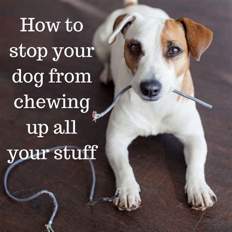 how to stop a dog from chewing on things