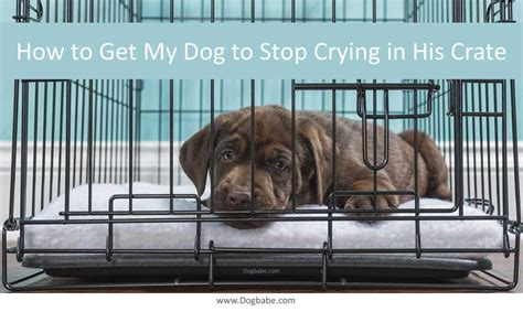 How To Stop A Dog From Crying In His Crate