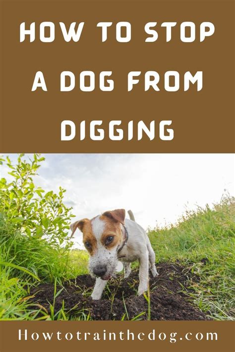 How To Stop A Dog From Digging And Chewing