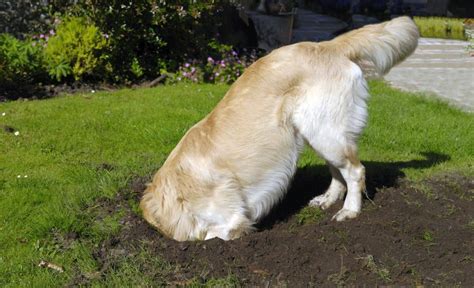 How To Stop A Dog From Digging The Same Hole