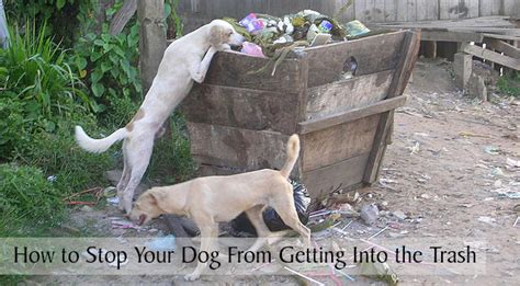 How To Stop A Dog From Getting In Trash