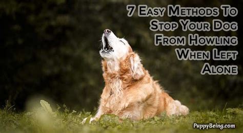 How To Stop A Dog From Howling When Alone