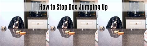 How To Stop A Dog From Jumping On The Table