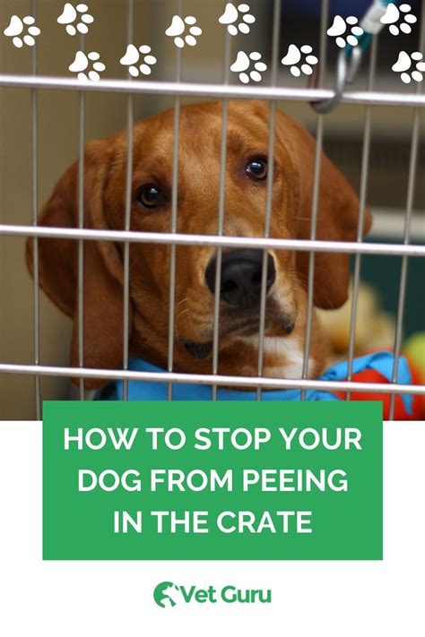 How To Stop A Dog From Peeing In A Crate